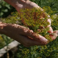 Planta ENELDO; DILL; ANETO; ENELDO COMUN; ENELDO DE JARDIN;ANETHUM GRAVEOLENS