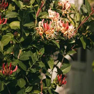 Planta MADRESELVA; LONICERA; MADRESELVA TREPADORA; MADRESELVA COMUN; JAZMIN DE BOSQUE; CHUPAMIELES; FLOR DE SAN JUAN;LONICERA