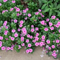 Planta VINCA; PERVINCA; VINCA MENOR; FLOR DE LA VIRGEN; HIERBA DE SAN ANTONIO; JAZMIN DE FRAILE;VINCA MAJOR